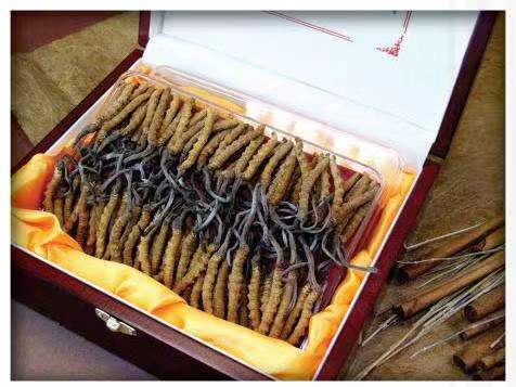 康巴什冬虫夏草回收